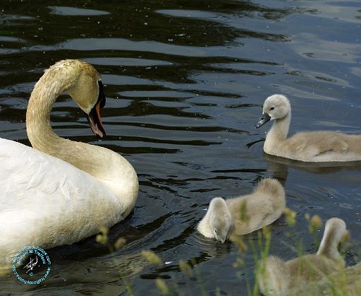 Mute Swan 9R054D-123.JPG